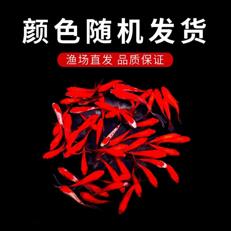 福利【40条红草金鱼】冷水观赏鱼好养耐活不怕冷适合新手