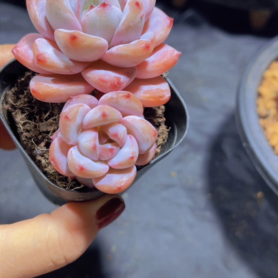 小**.星星雪，多肉植物