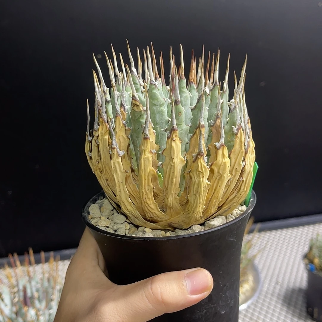 熟桩养定产地伤低价出1