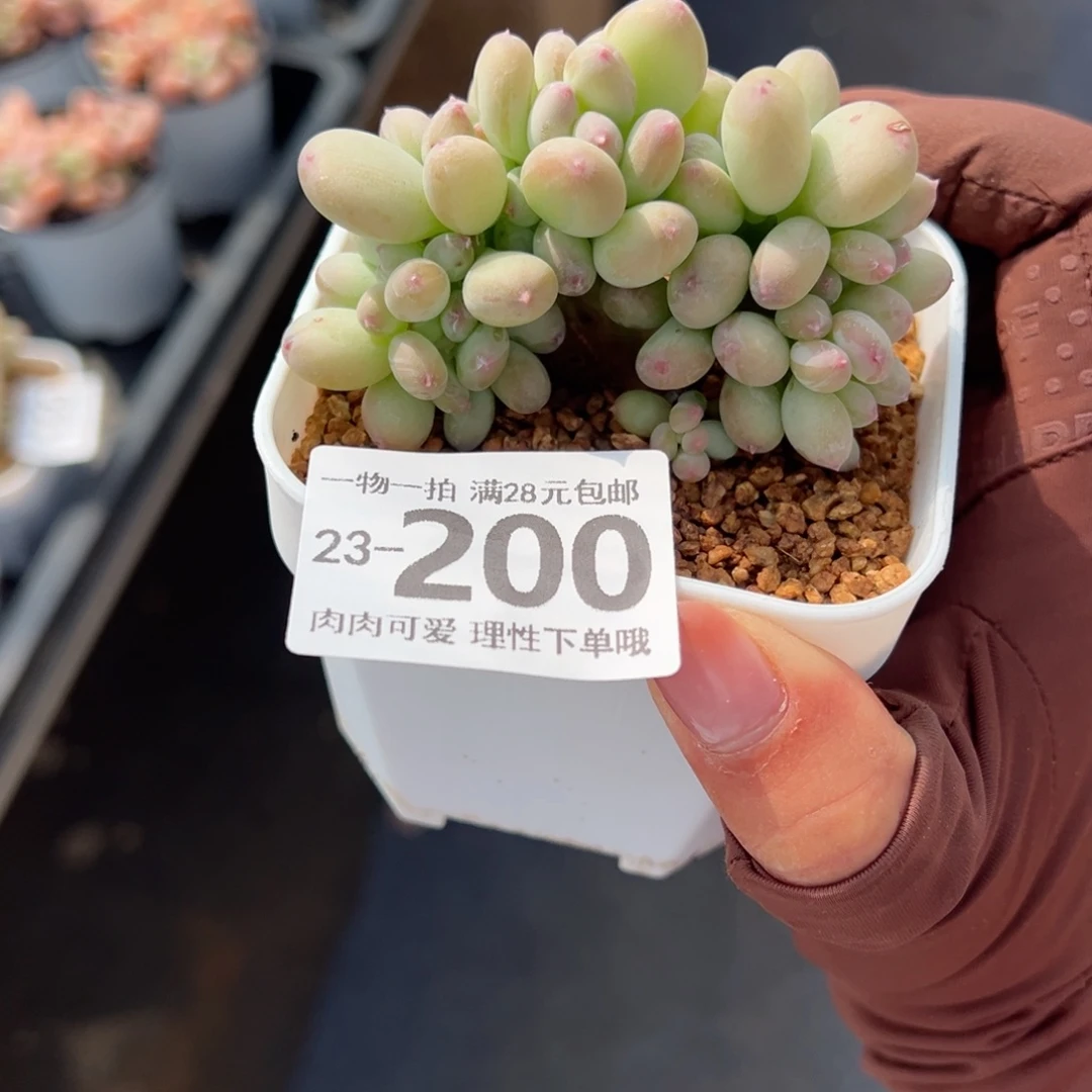 三日月美人缀化多肉多肉多肉多肉