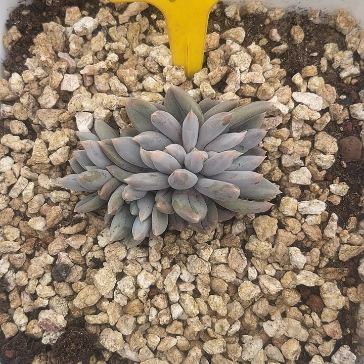 晨语多肉，一物一拍哥特167