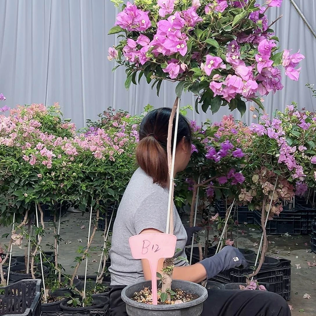 快***乐当前无花栽培后可以开花B12雪紫