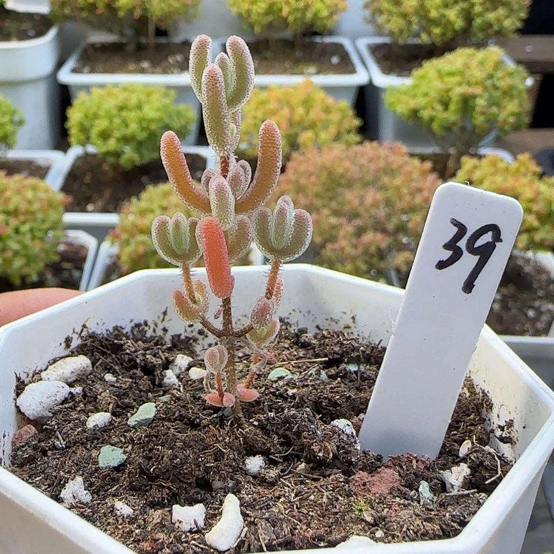 实生琉璃枝干番杏