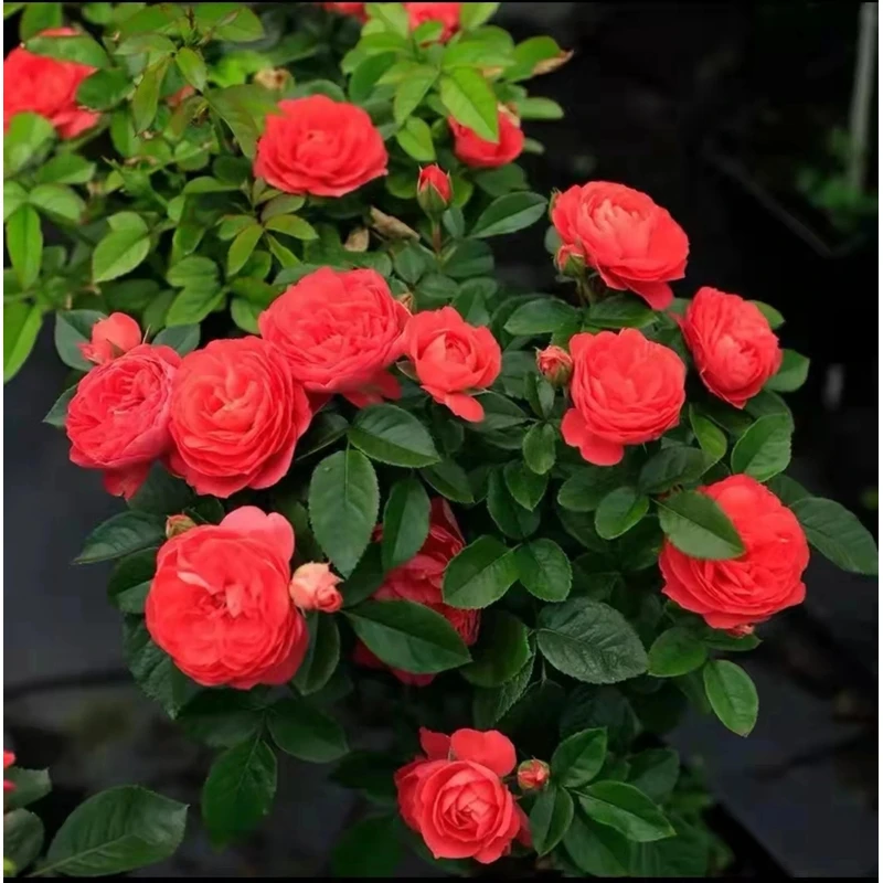 红果汁红月季盆栽地栽直立灌木花苗阳台庭院玫瑰