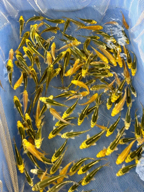 C级5-8公分左右单色苗黄金 黄金松叶 茶鲤混搭