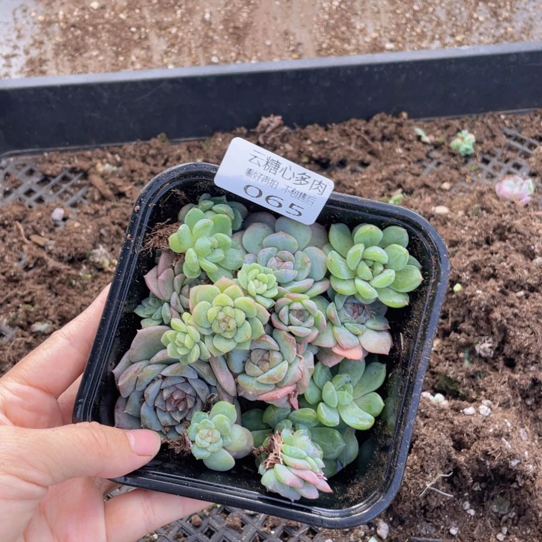 云糖心多肉植物065