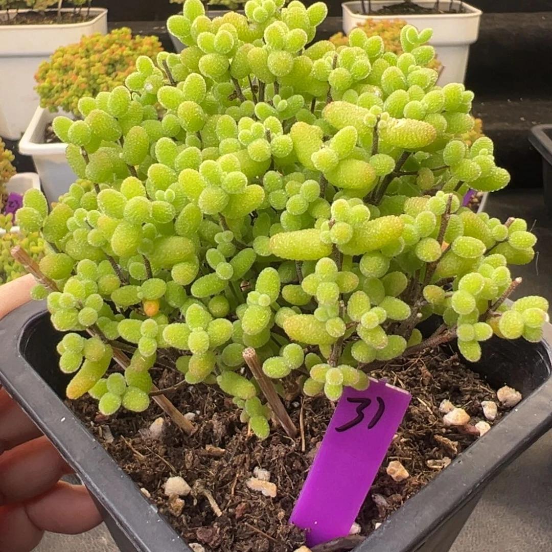 ?*哟31号10cm盆金桔糖球