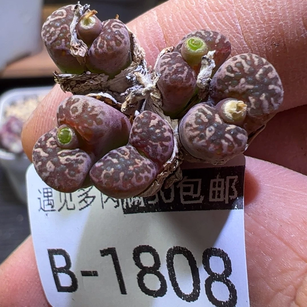 多肉植物111111111111