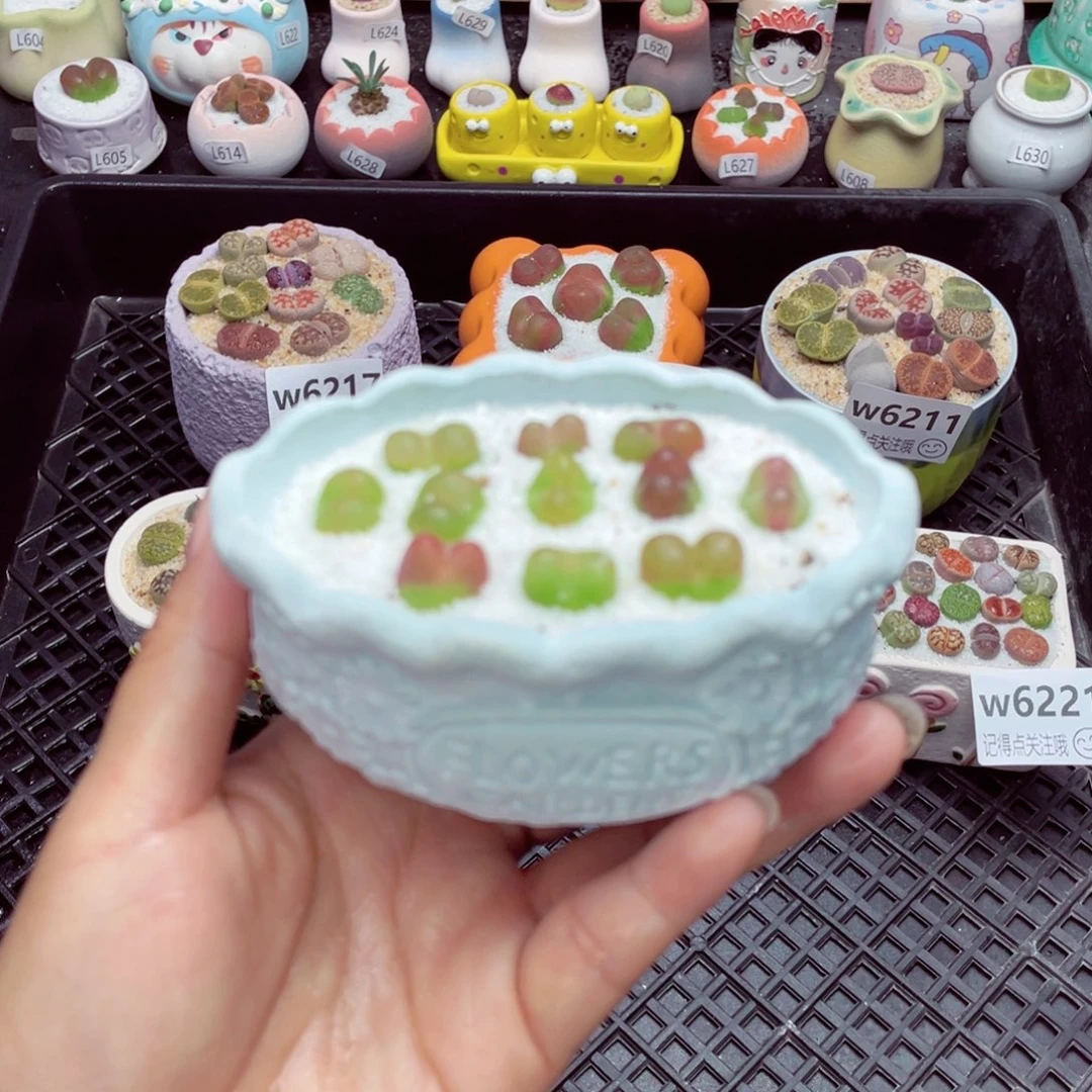 w6224 带盆土发货一物一拍