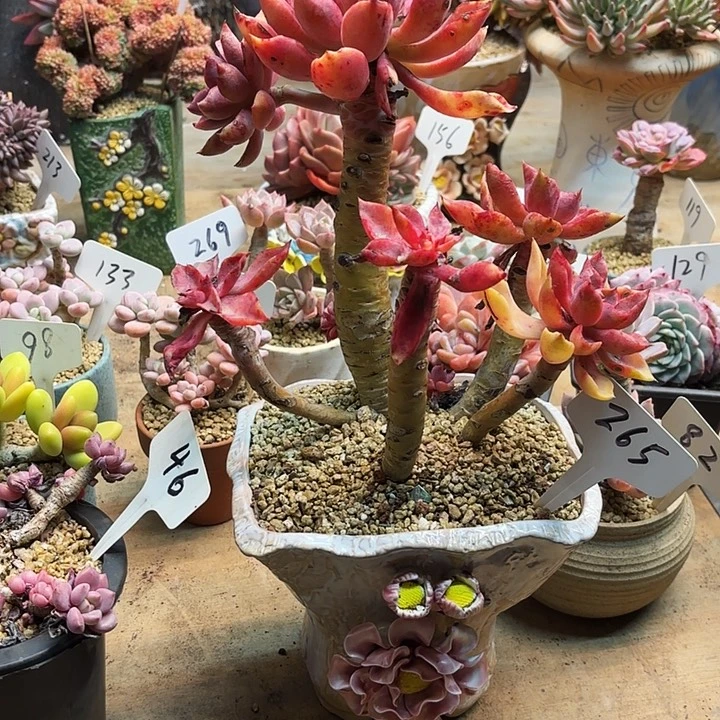 多肉植物，紫气东来265号