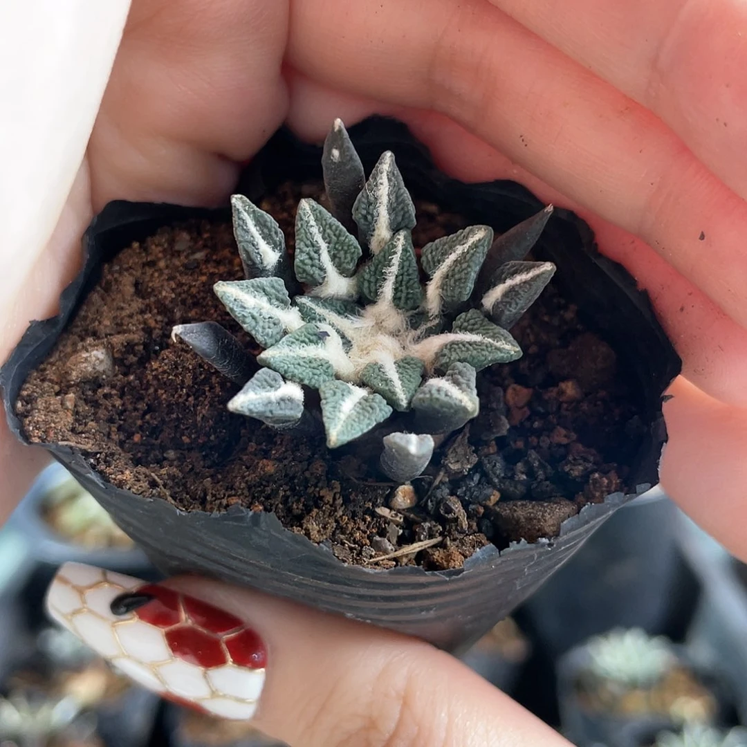 3cm实生大黑牡丹萝卜根带盆