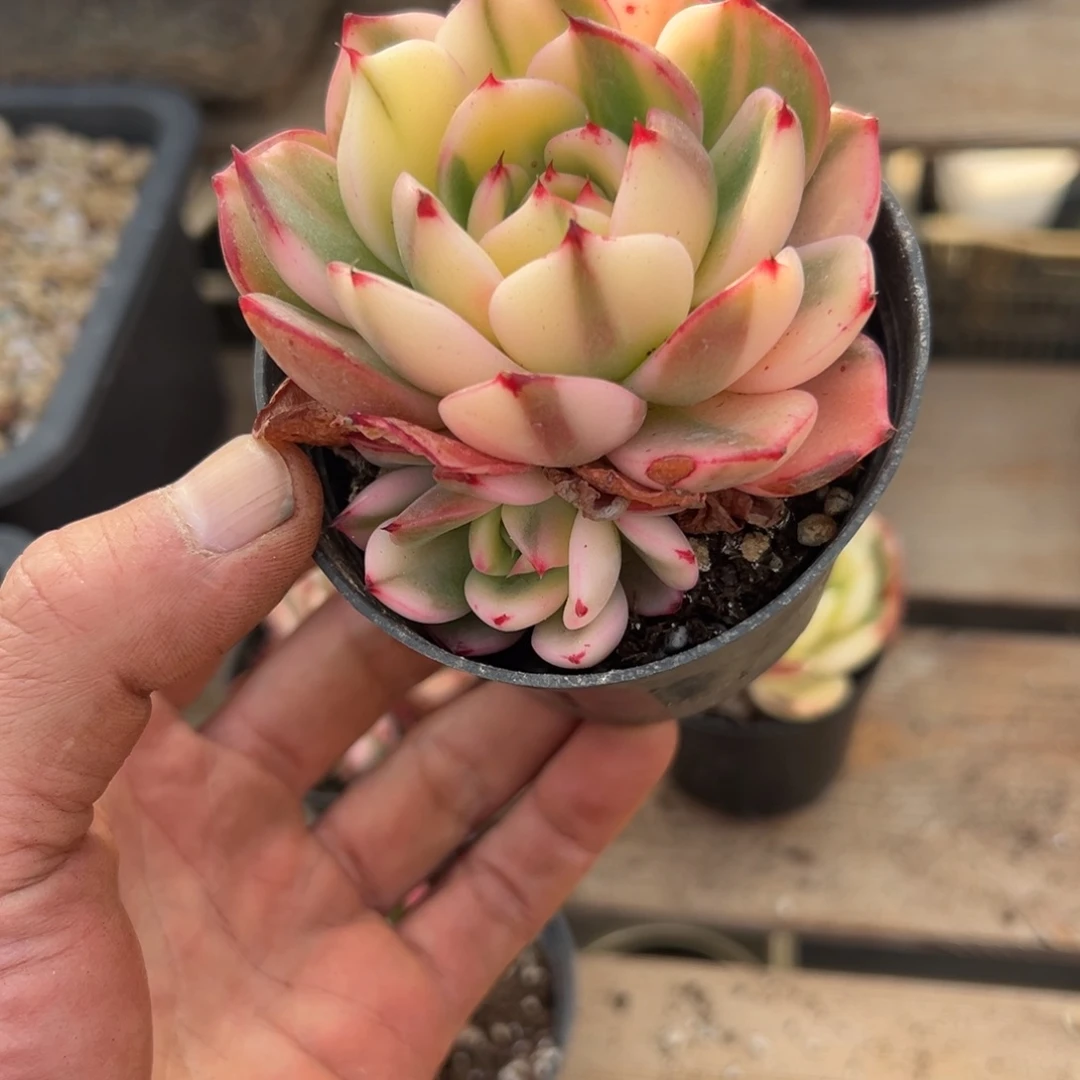 颜*淘多肉弗朗明弋锦一个