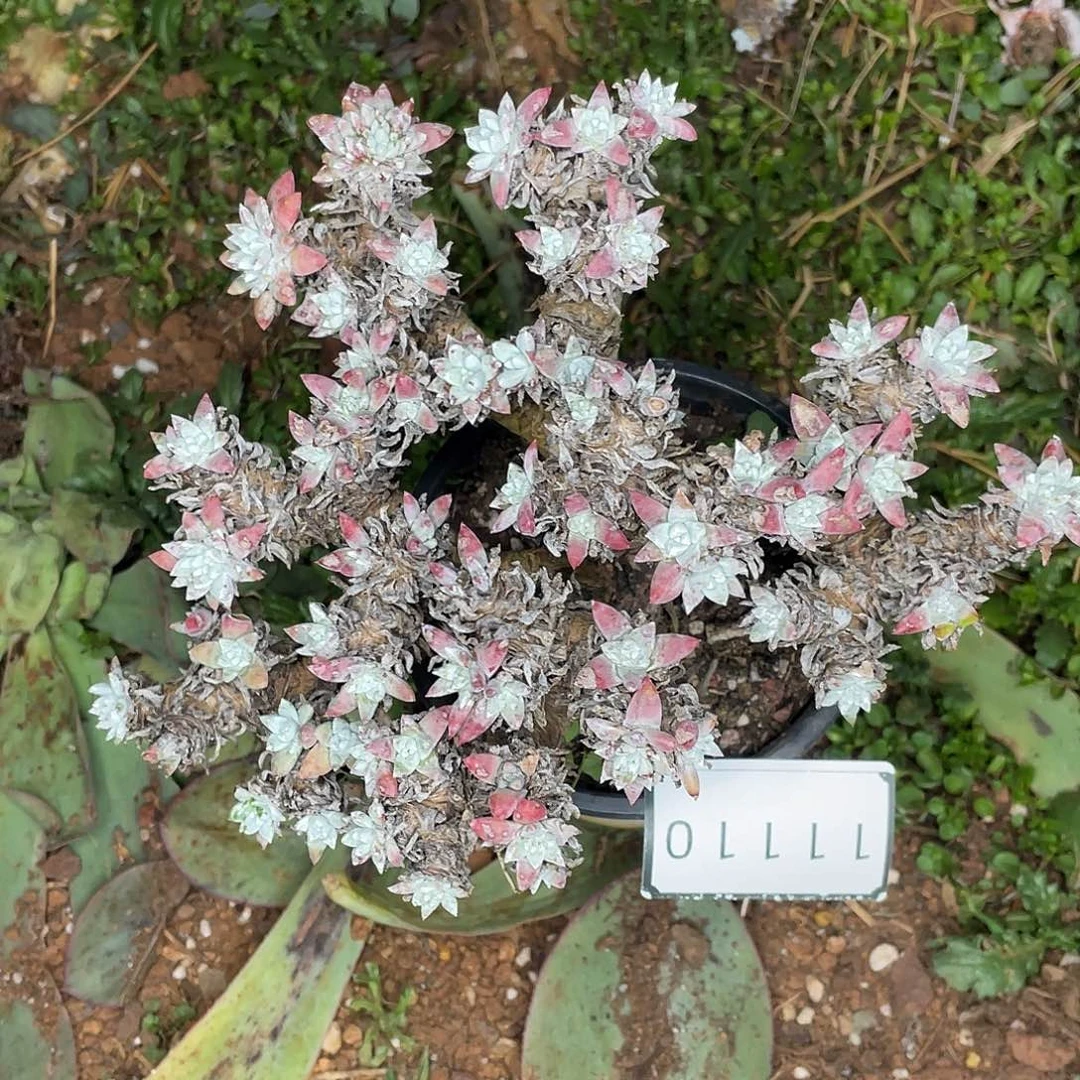 超大群白菊多头老桩11110