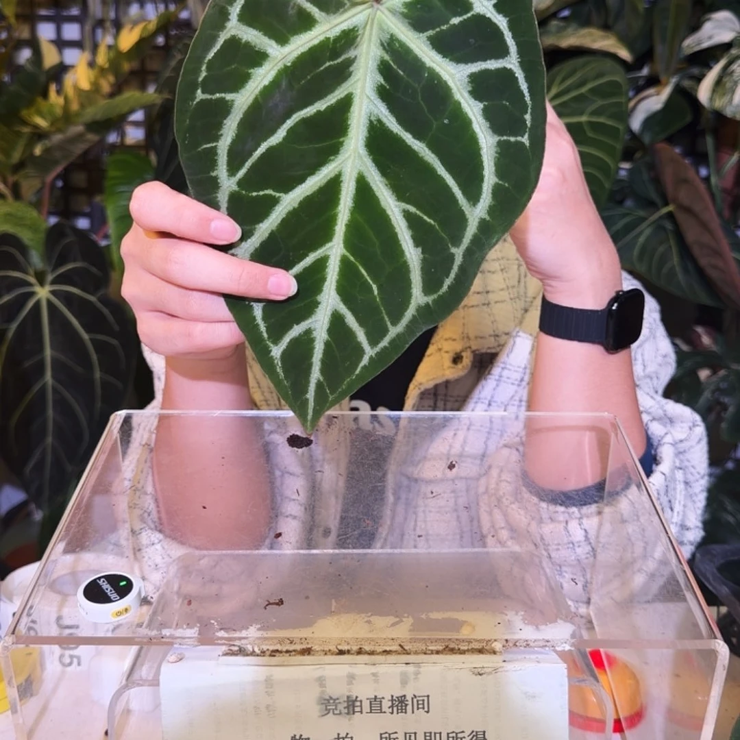 完全开放J92  华丽杂撕裂纹