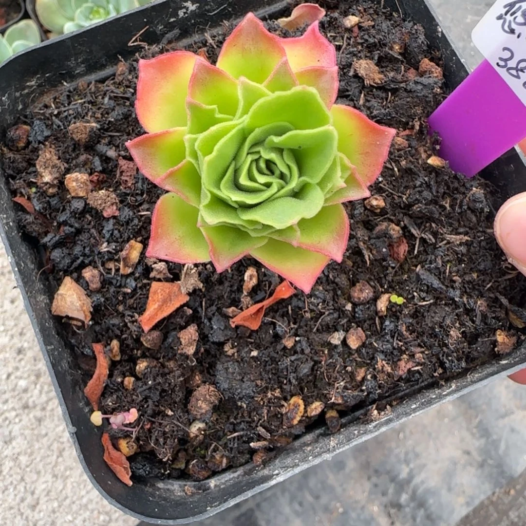 L***aL677半城玫瑰不含盆土