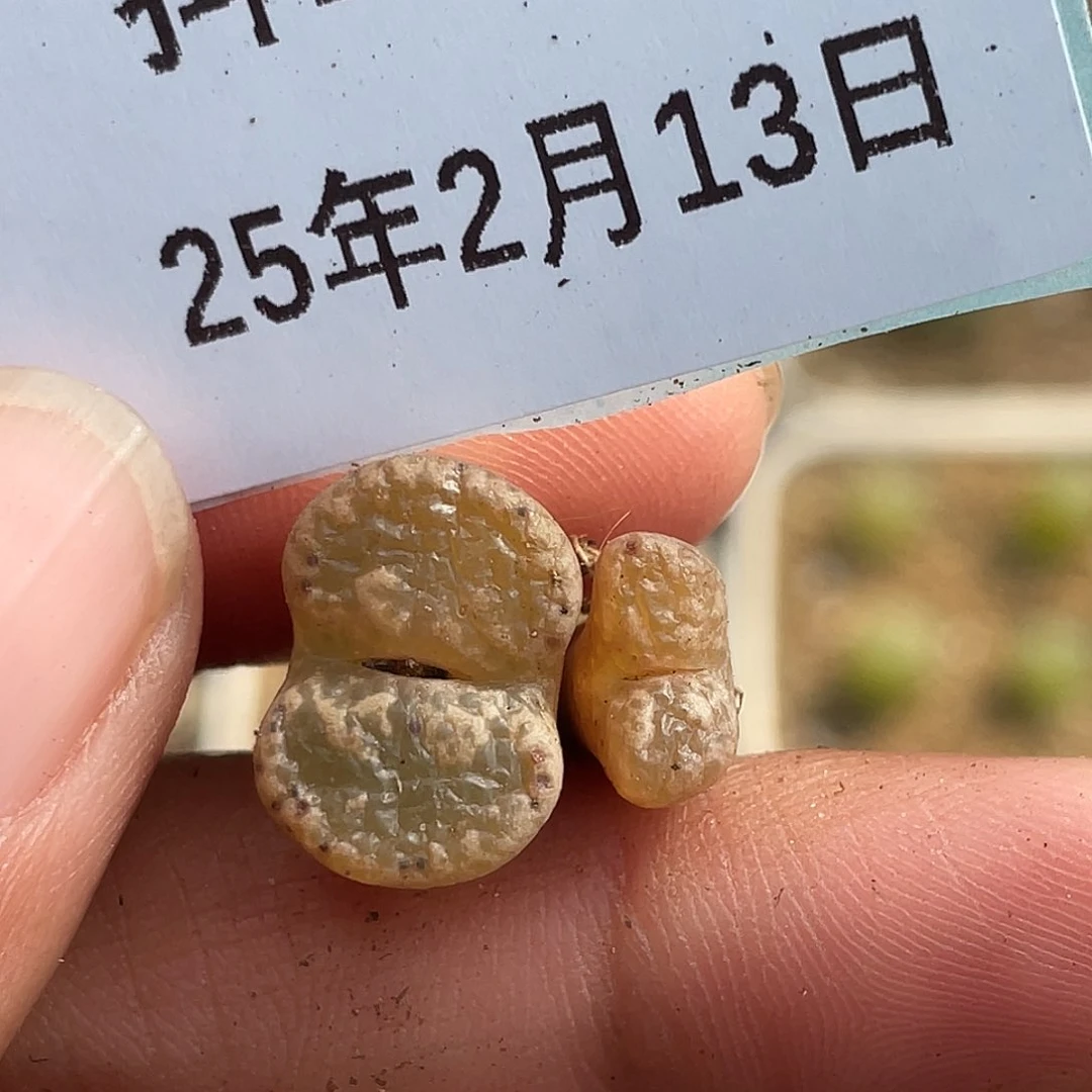 13-34勋章多肉植物