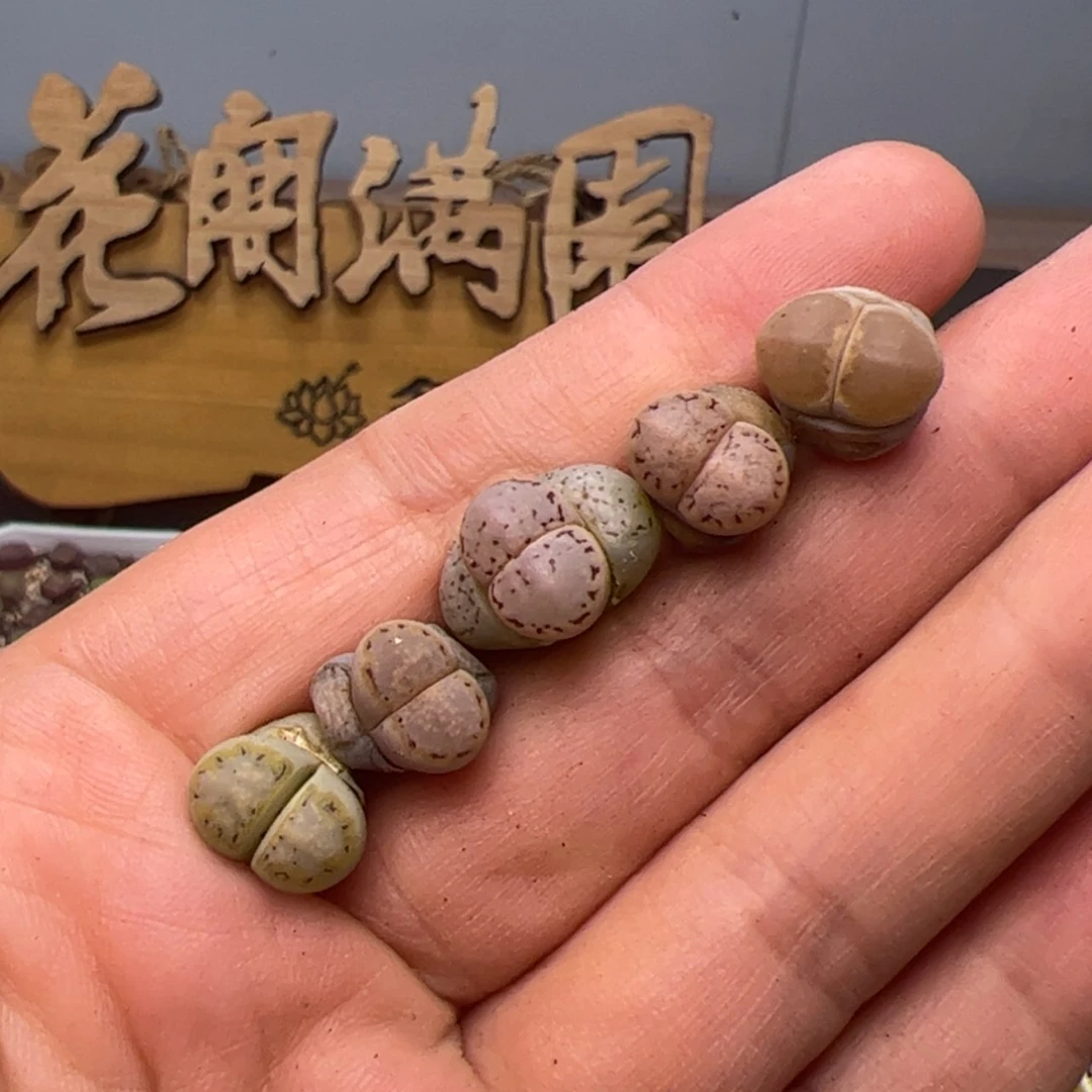 【闪购商品】0000009饼干gan