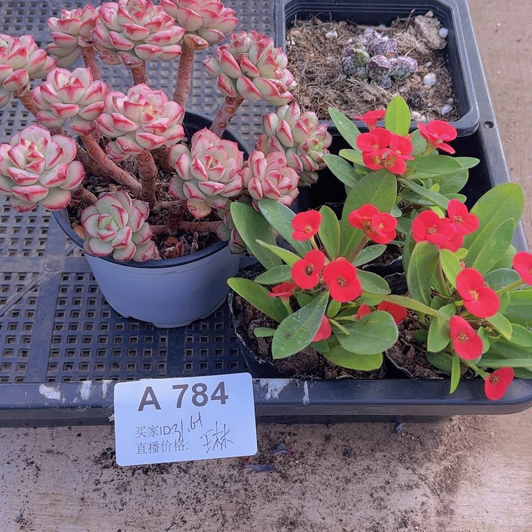 多肉784多肉植物