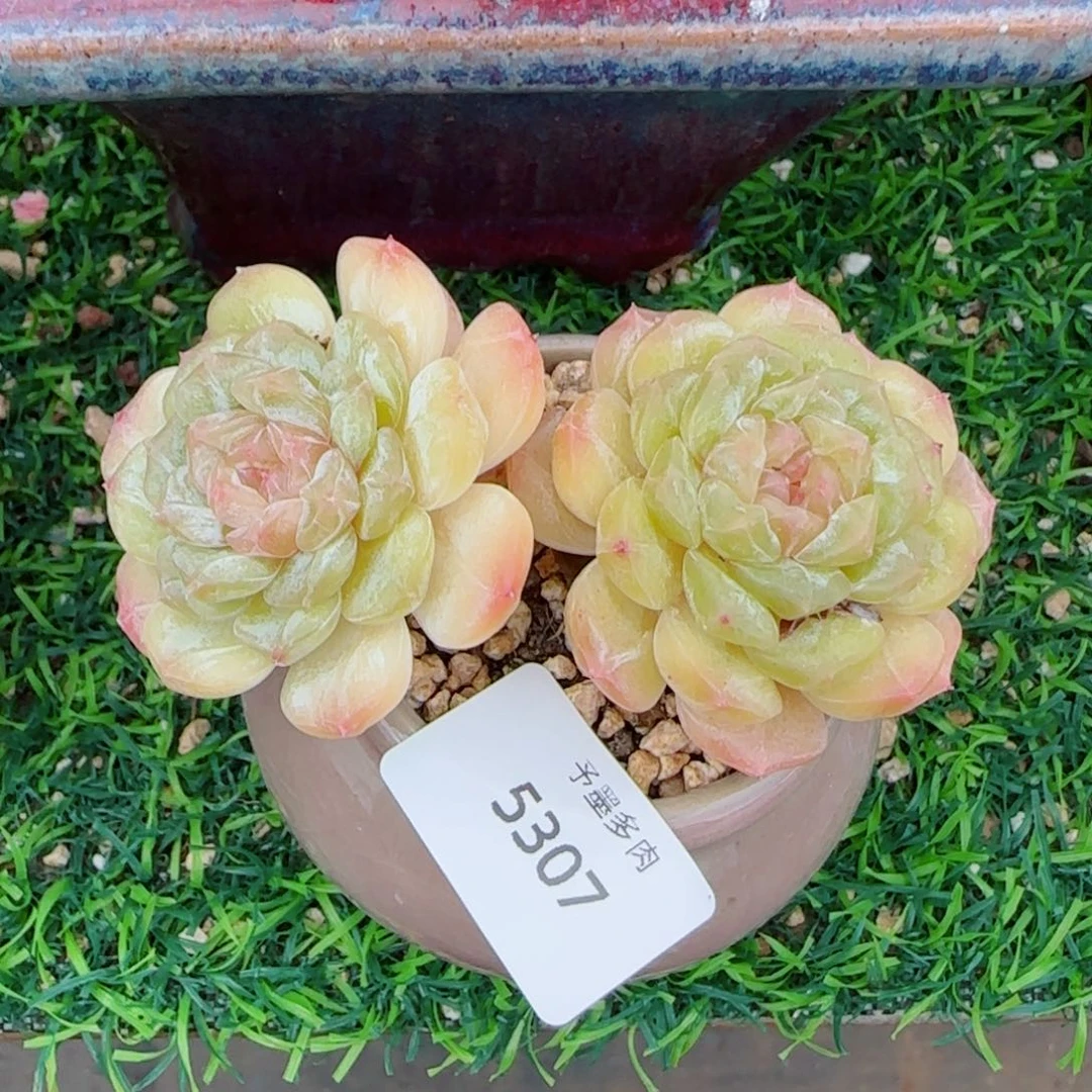 白恋，5307多肉植物