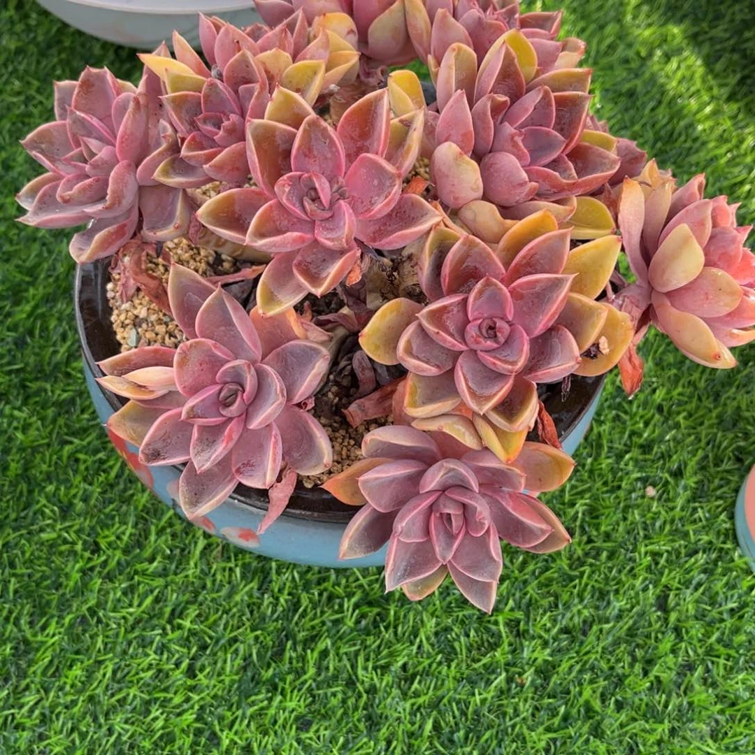 多肉植物多肉植物