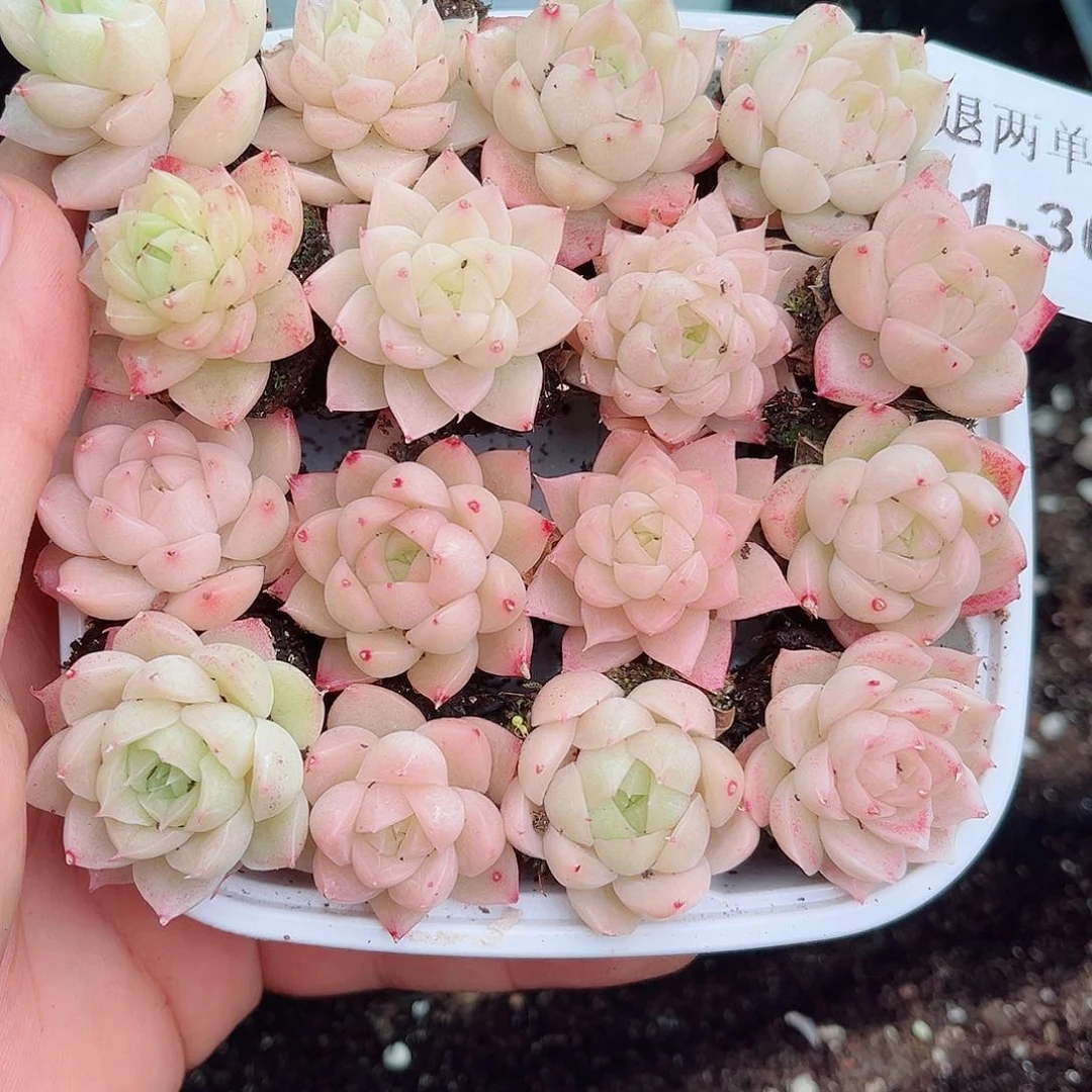 1-361 新疆西藏内蒙不发12.8包邮多肉