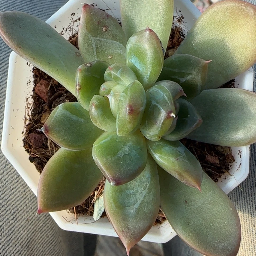 小卡拉米糖心一物一拍