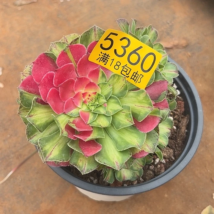 336优质多肉法师锦