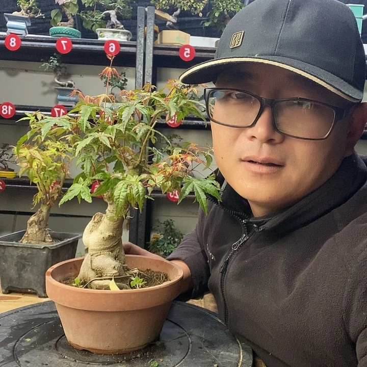 无花朵山红叶带盆