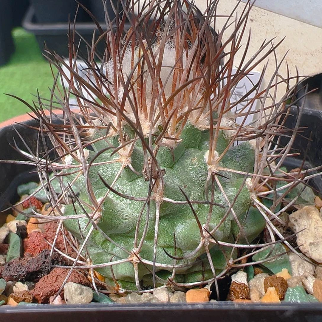 6703娇丽属黑枪羽实生裸根发