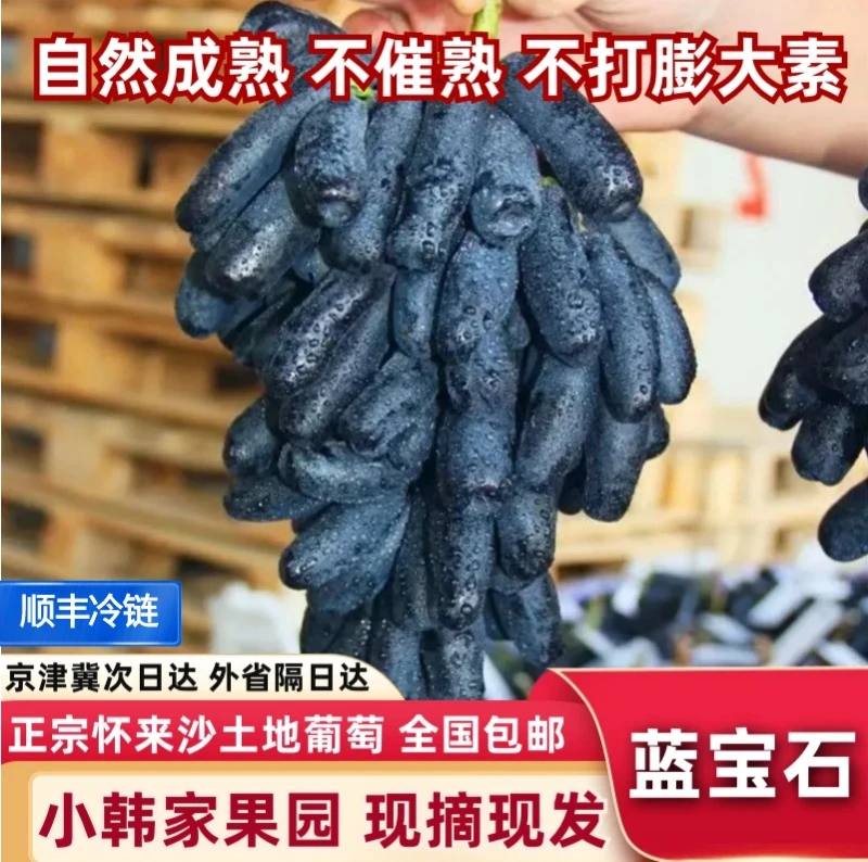 【京津冀】河北张家口怀来县沙土地无籽蓝宝石葡萄产地直发