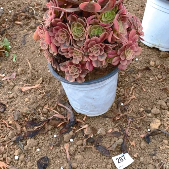 无花朵877多肉植物美杜莎