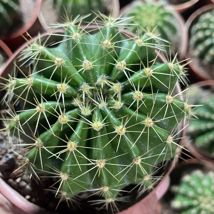 实生彩草黄刺带盆土