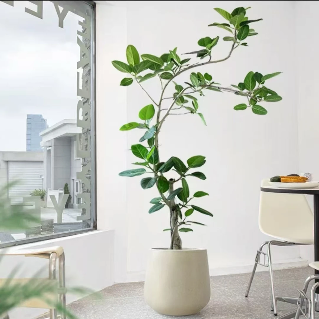 【植引生活】高山榕鲜活网红绿植室内孟加拉榕橡皮树黑金刚海葡萄