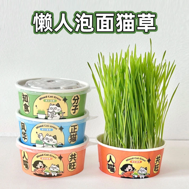 懒人泡面猫草盆栽自种水培新鲜猫草猫咪零食去毛球