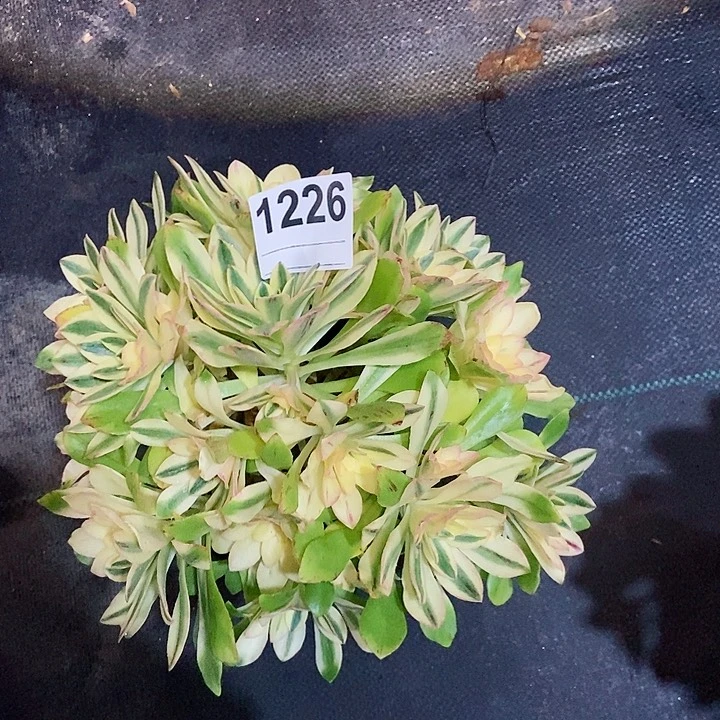 红陶❤️***1226荷花4多肉