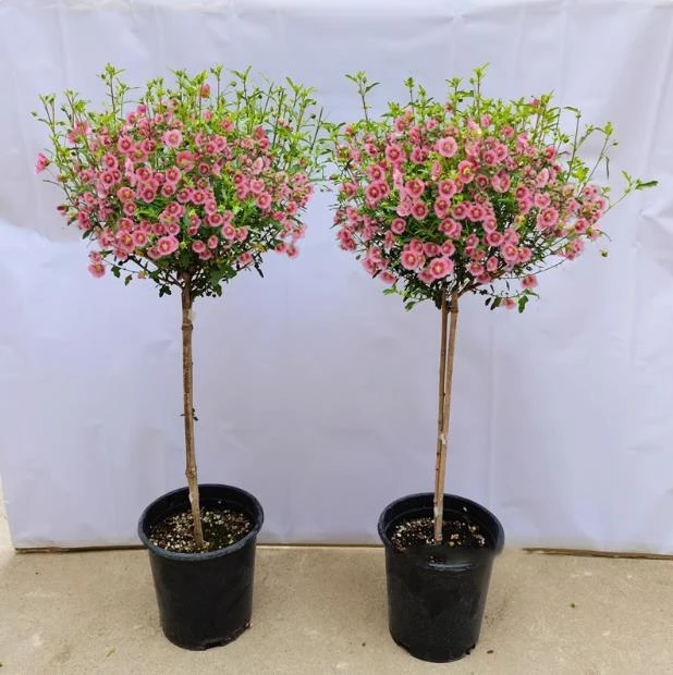 小木槿盆栽绿植四季开花阳台花苗庭院大花卉耐热好养木槿花棒棒糖