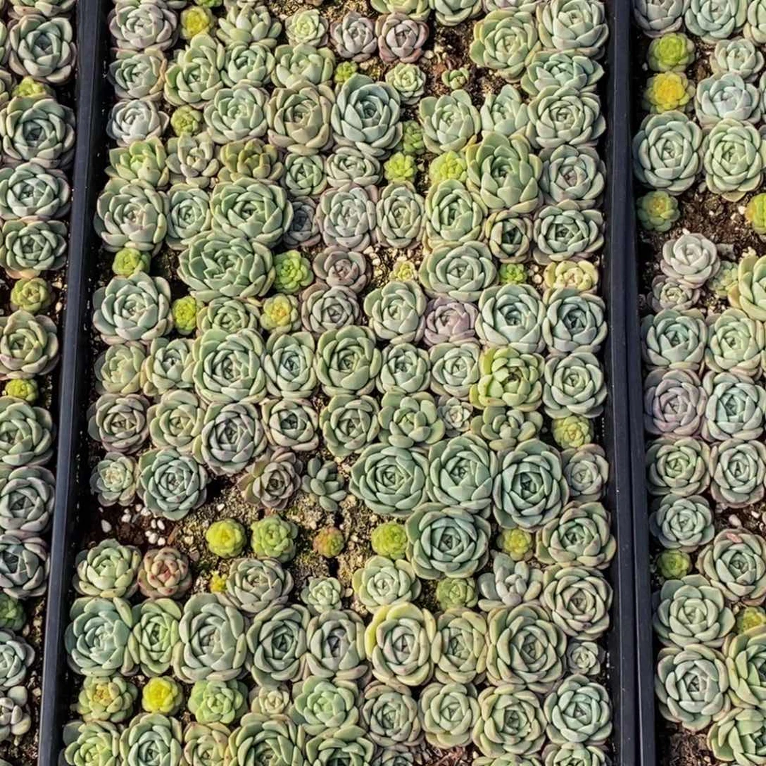 玲*382多肉植物保护研究所所长的