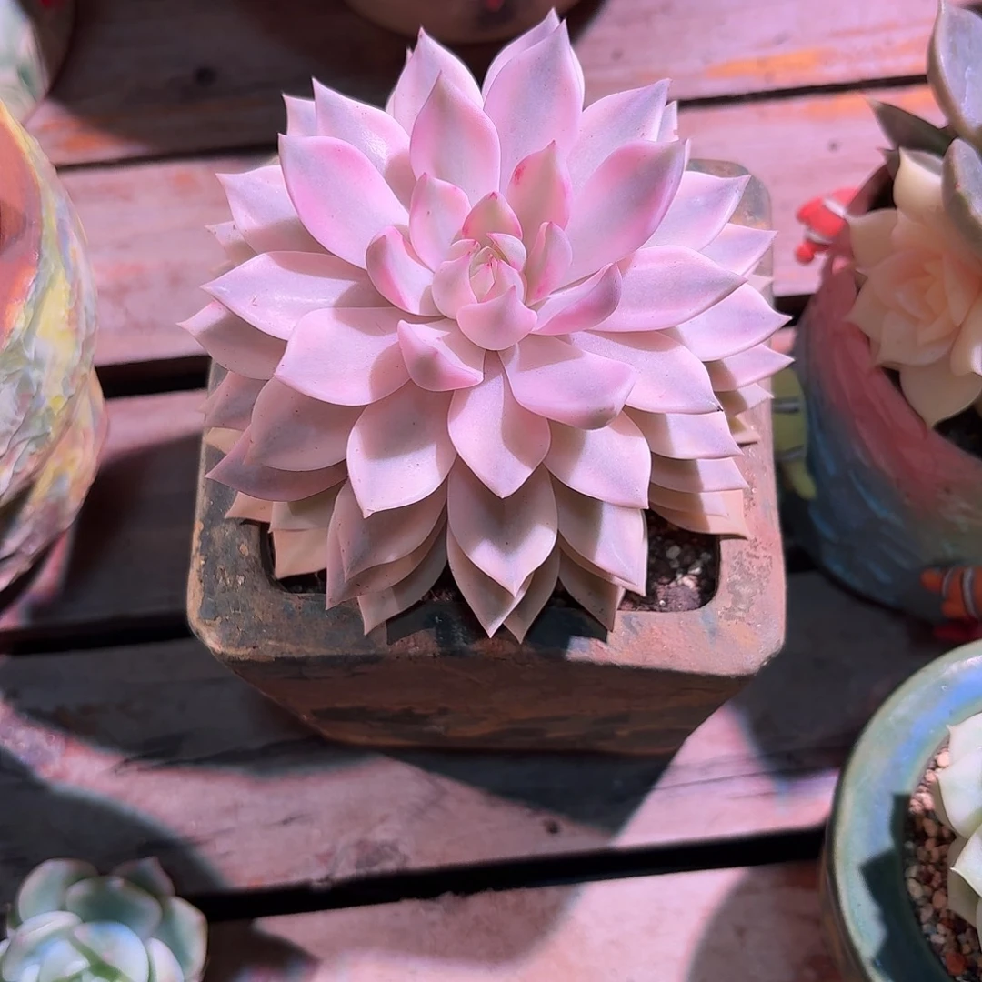 三***牛雪月锦多肉多肉多肉