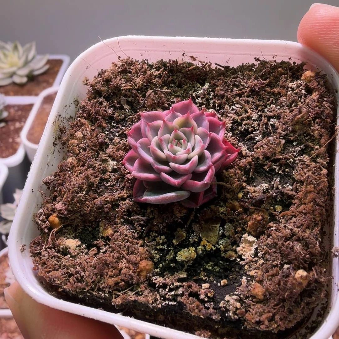 多肉锦植物一物一拍