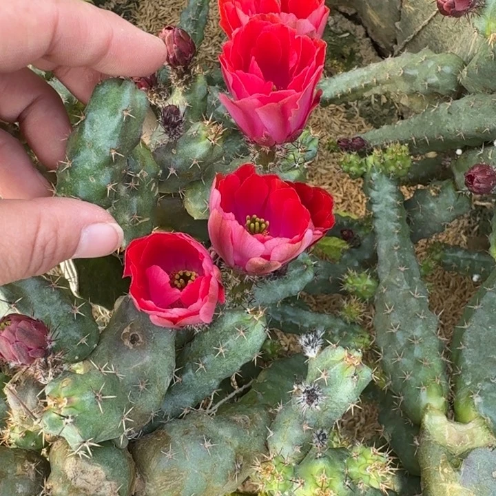 240重瓣美花角无根侧牙4公分左右一个班