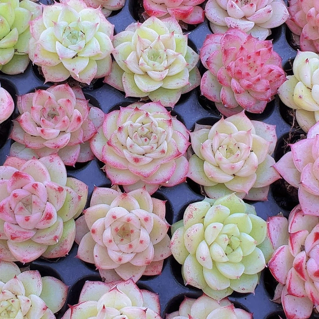 冰麦3代精品5颗多肉