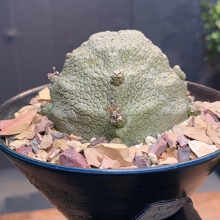 凝蹄玉宝搭Zzzzzzzzzzzzzz