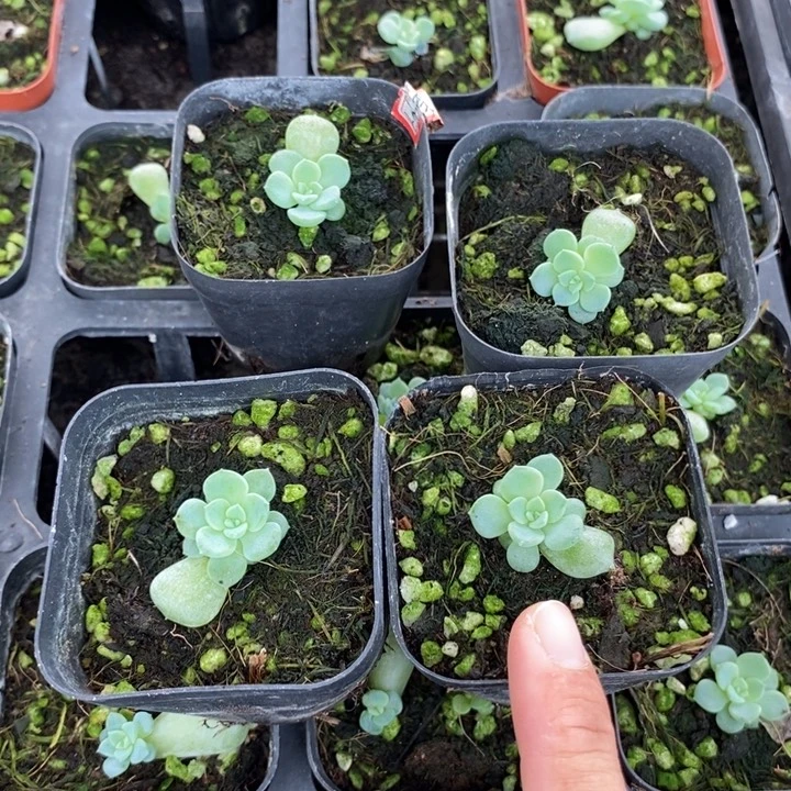 上盆海王星小苗一个量拍