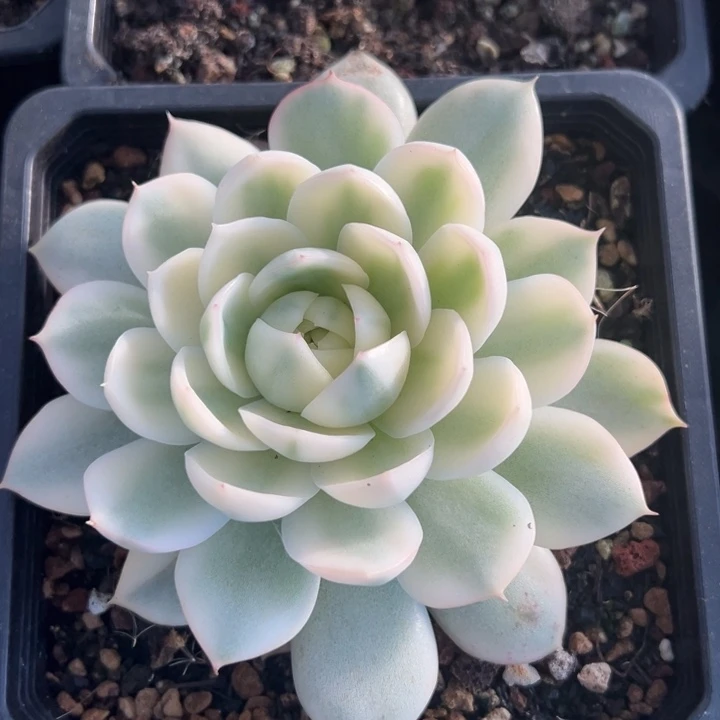 韩水晶锦一物一拍锦龙