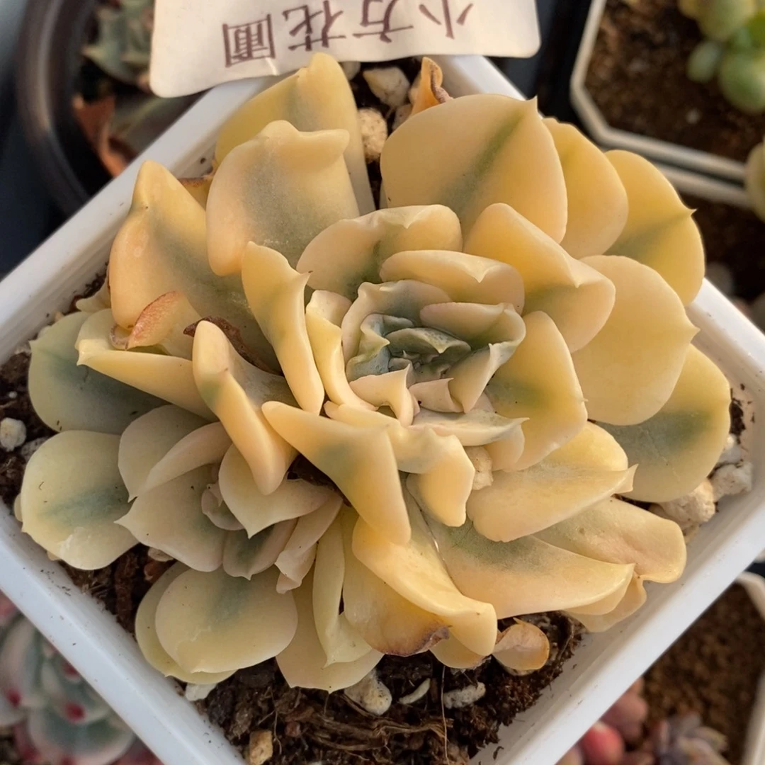 401利比里亚锦双头带根