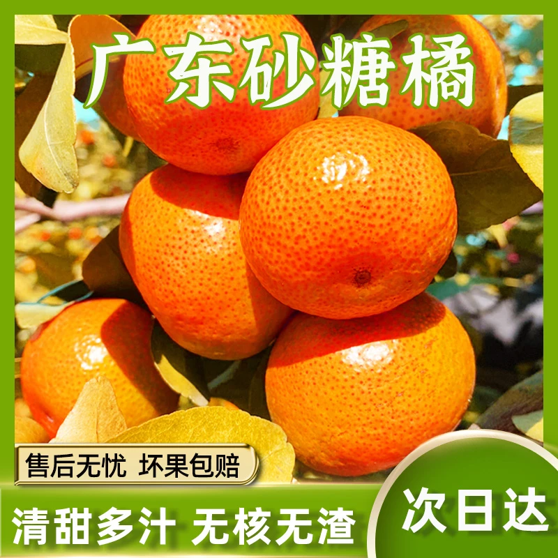 【明天送货上门】正宗增城砂糖橘3/5/10斤新鲜砂糖橘当季水果无籽无渣广东省