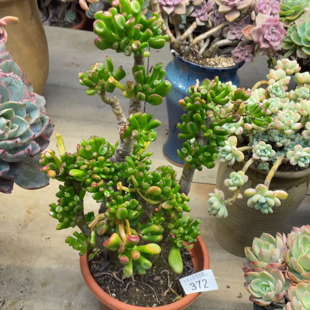 黑大帅多肉372吸财树