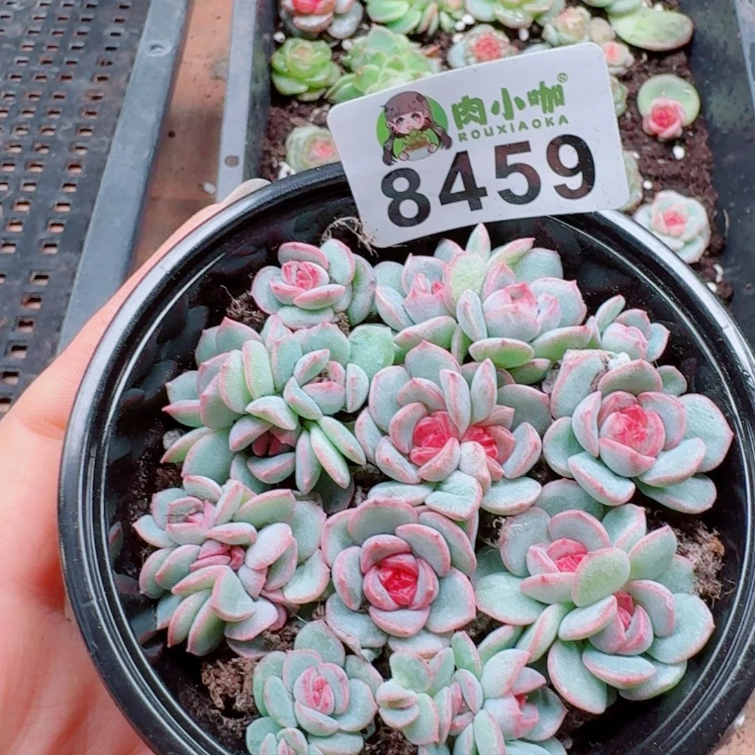 多肉植物多肉植物