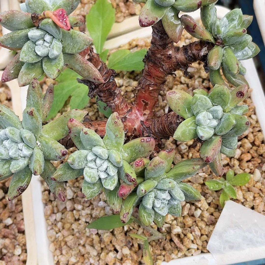 豆豆老桩多头群生