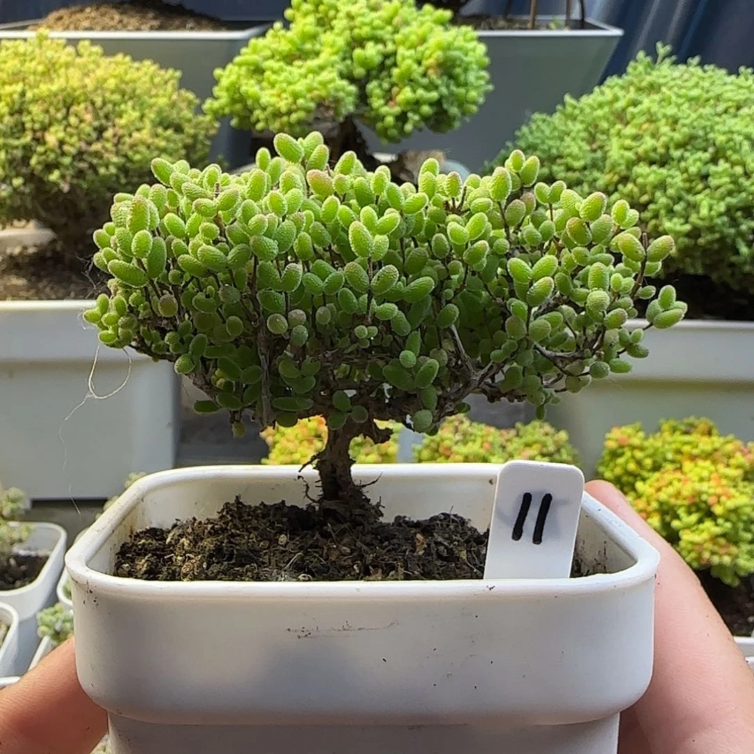 蜜橘糖球枝干番杏